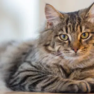 Día Mundial del Gato: historia, curiosidades y consejos para la tenencia responsable en Colombia