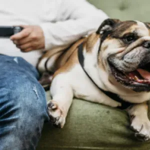Proteja a su mascota: los alimentos prohibidos para los perros