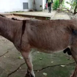Ataque con ‘burro bomba’ en Antioquia y otros repudiables casos de animales utilizados para el terrorismo y la guerra en Colombia