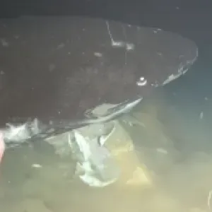 Investigadores sumergen el cuerpo de una vaca a más de 1.500 metros de profundidad y encuentran ocho tiburones durmientes