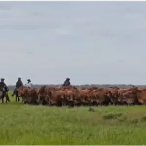 Contrabando de ganado hacia Venezuela, la nueva modalidad criminal del los grupos ilegales en Arauca