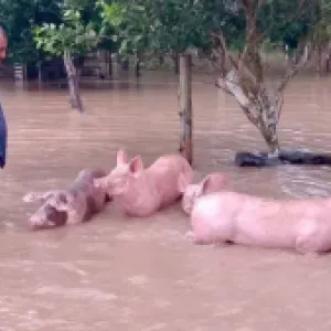 Ola invernal también pone en riesgo a miles de animales en Colombia: UNGRD aclara quién debe responder en caso de emergencia