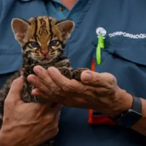 Un gesto de vida: familia campesina rescató a un ocelote bebé en Vichada y ayudó a su rehabilitación