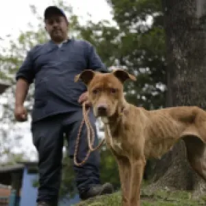 Doce años, 40.000 millones de pesos y ningún albergue: Procuraduría advierte retrasos en proyecto para animales abandonados en Bogotá