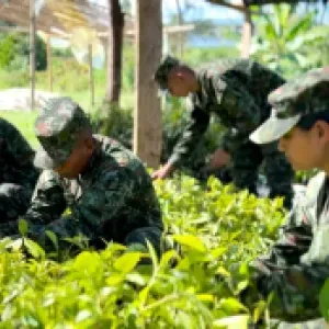 Ejército Nacional sembrará más de 20.000 árboles nativos para reemplazar cultivos ilícitos en el suroccidente del país
