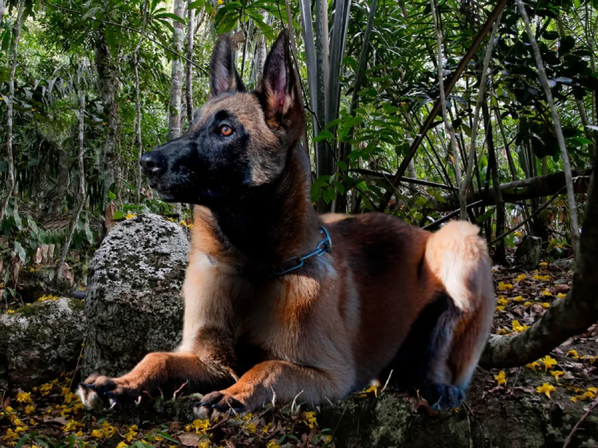 Hembras en celo, la nueva estrategia para atraer a Wilson, el perro héroe | Cambio Colombia
