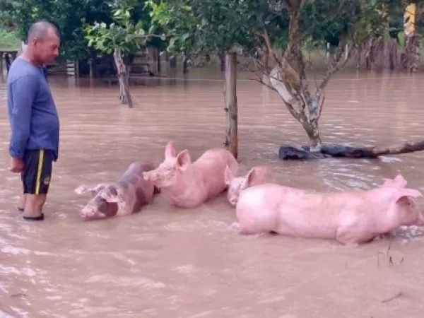 Cerdos afectados por las lluvias 